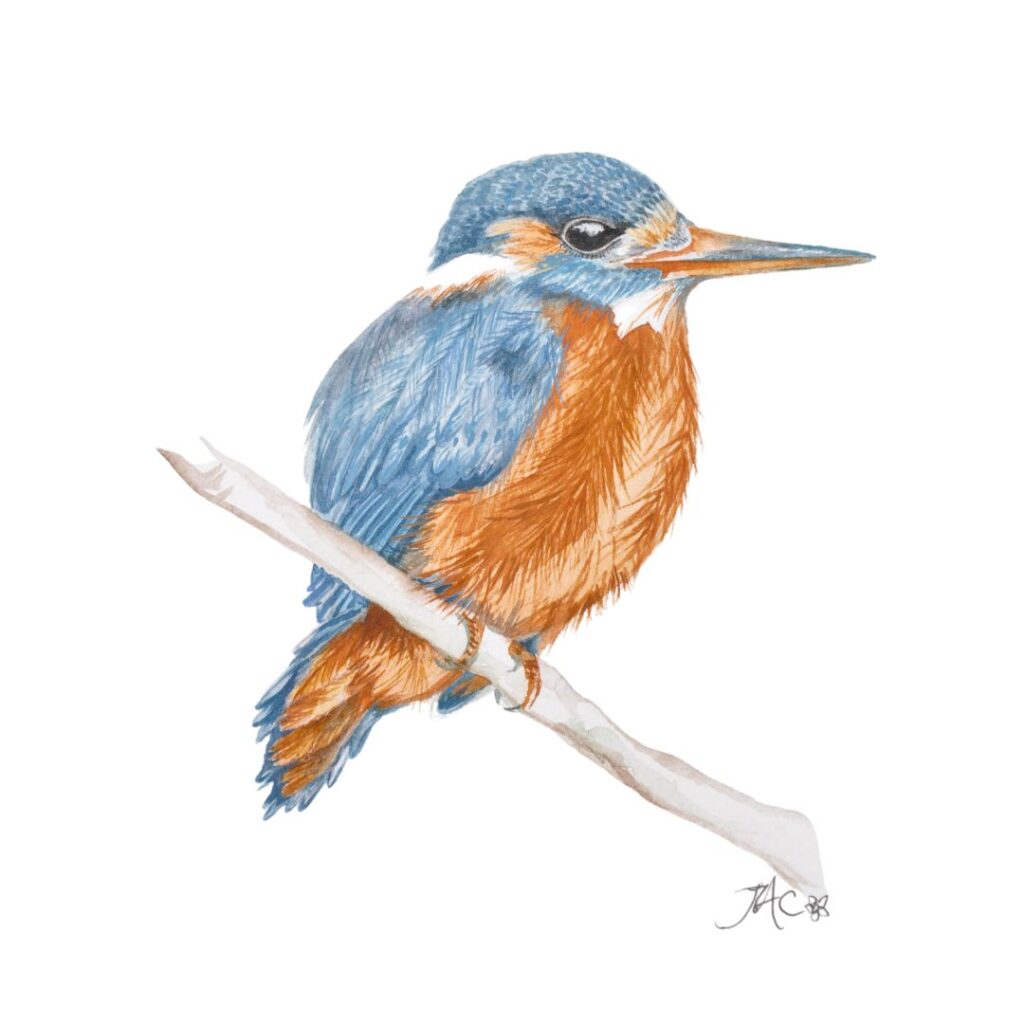 kingfisher inspiration